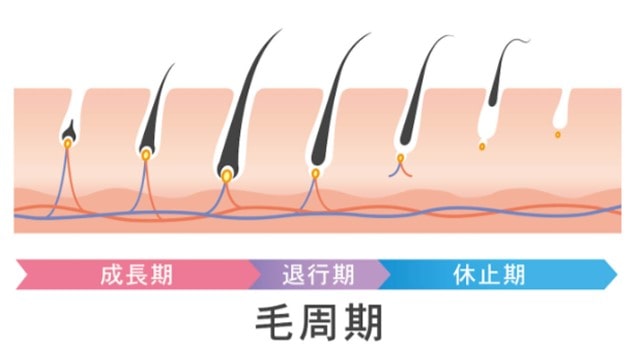 毛周期の説明図